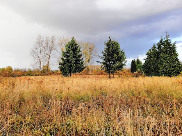 Wiese bedeckt im Gras und in den Bäumen unter einem bewölkten Himmel während des Herbstes in Polen