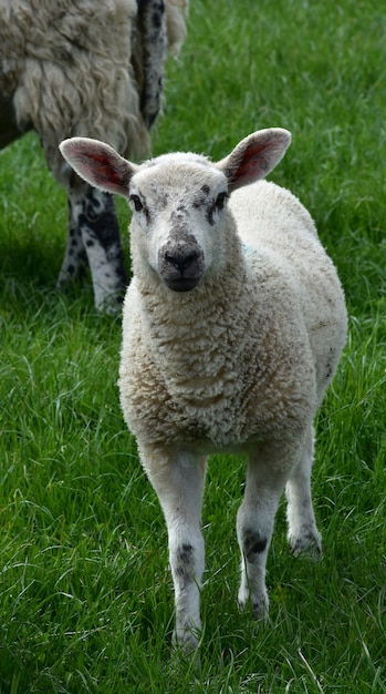 Kostenloses Foto wiese mit einem jungen lamm mit weißem gesicht und schwarzen flecken