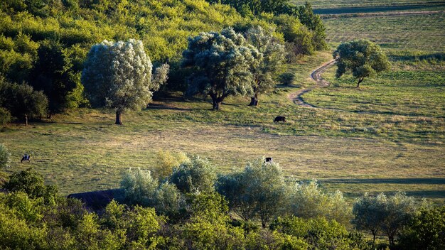 Wiese mit grasenden Kühen, mehrere üppige Bäume in Moldawien