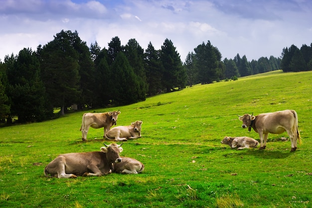 Wiese mit Kühen