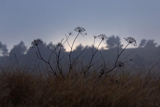 Wildblumen wachsen auf dem Feld