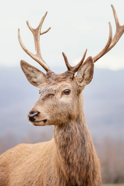 Wilde Hirsche im Wald gefangen