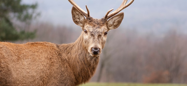 Wilde Hirsche im Wald gefangen