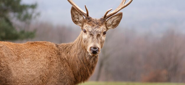 Wilde Hirsche im Wald gefangen