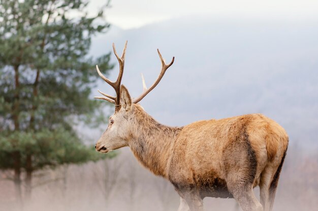 Wilde Hirsche im Wald gefangen