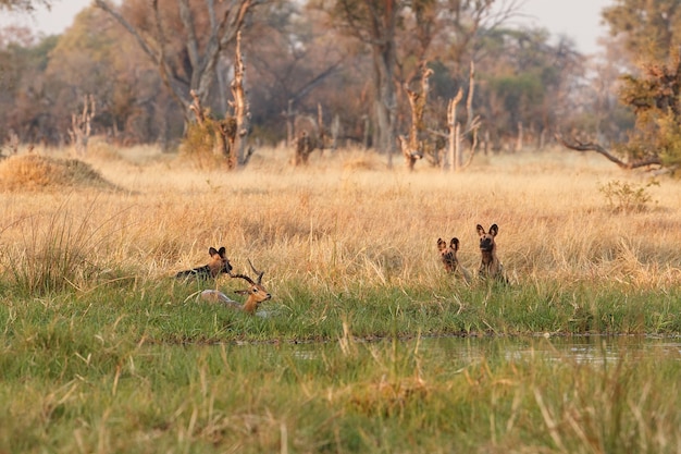 Wilde Hunde jagen verzweifelte Impalas