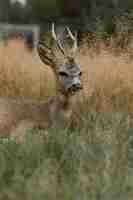 Kostenloses Foto wilde junge rehe in freier wildbahn.