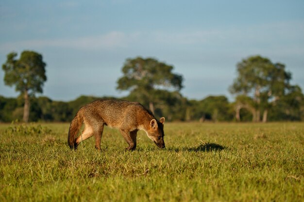 Wilde Krabben essen Fuchs oder Maikong im brasilianischen Pantanal