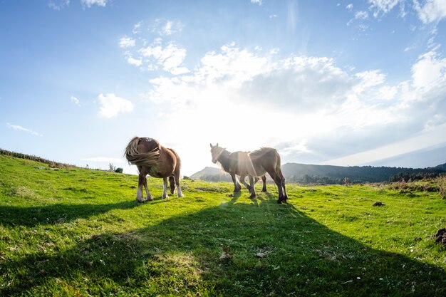 Bilder Wilde Pferde Gratis Vektoren Fotos Und Psds
