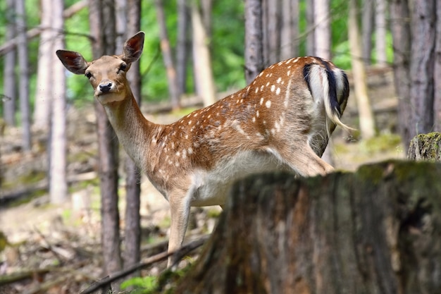 Wilde Rotwild im Wald