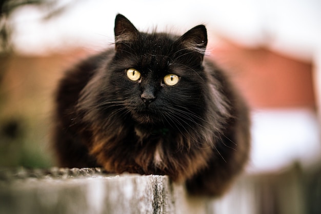Wilde schwarze Katze mit grünen Augen und unscharfem Hintergrund