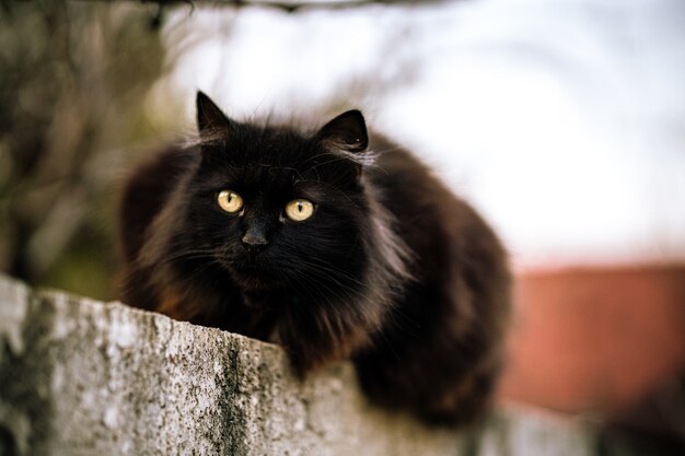 Wilde schwarze Katze mit grünen Augen