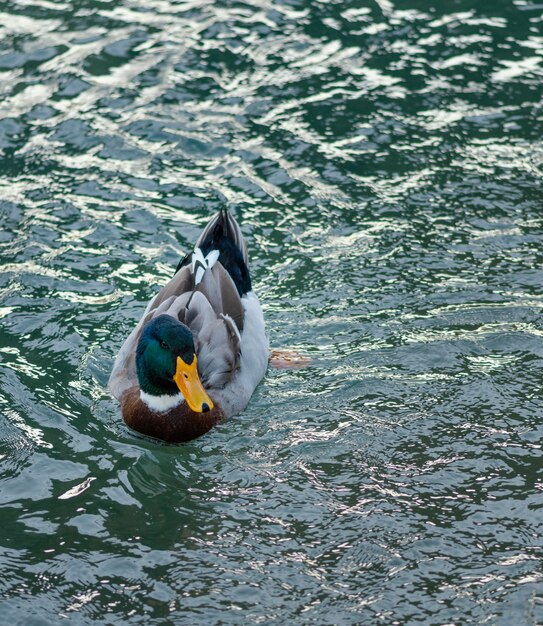 Wildente schwimmt auf dem Wasser