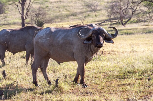 Wilder afrikanischer Büffel. Kenia, Afrika