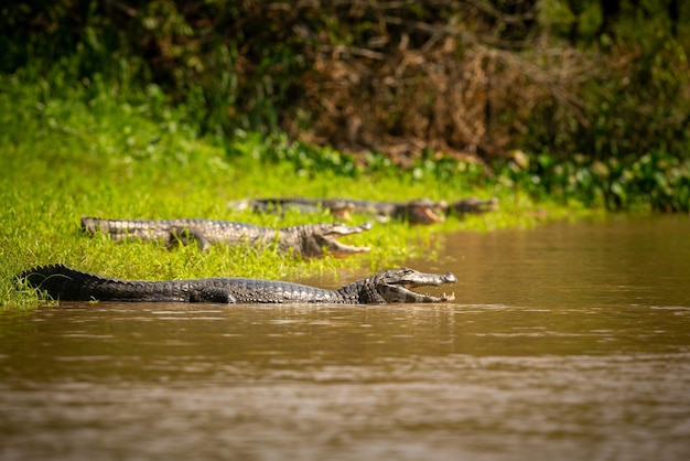 Wilder Kaiman mit Fisch im Mund im Naturlebensraum Wilde brasilianische Tierwelt Pantanal grüner Dschungel südamerikanische Natur und wild gefährlich