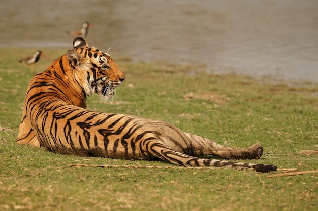 Wilder königlicher Bengal-Tiger im Naturlebensraum des Ranthambhore-Nationalparks