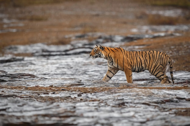 Wilder königlicher Bengal-Tiger im Naturlebensraum des Ranthambhore-Nationalparks