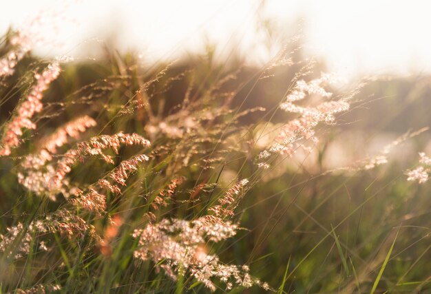 Wildes Gras, das in der Natur wächst