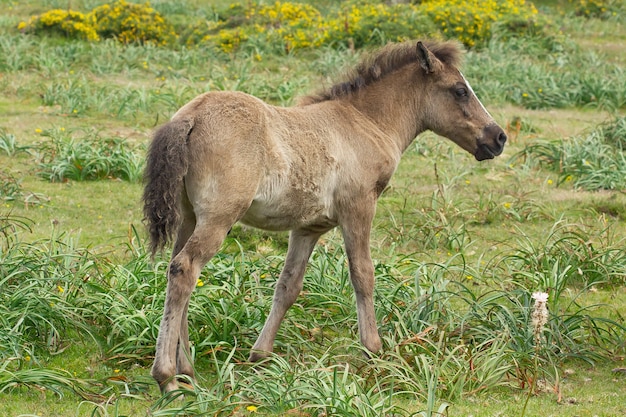 Kostenloses Foto wildes pferd auf einem feld, das tagsüber gefangen wurde