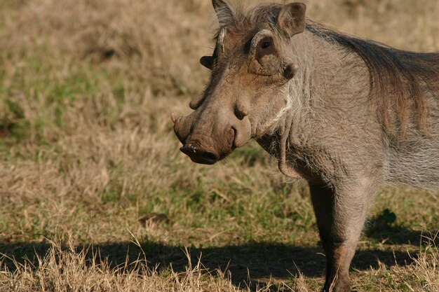 Wildes Warzenschwein auf dem Boden im Zoo