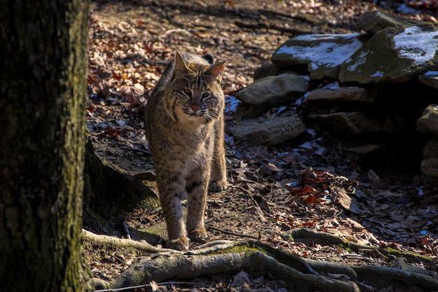 Wildkatze, die nahe einem Baum steht, während sie die Kamera betrachtet