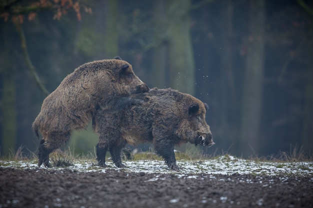 wildschwein im naturlebensraum gefährliches tier im wald tschechien natur sus scrofa