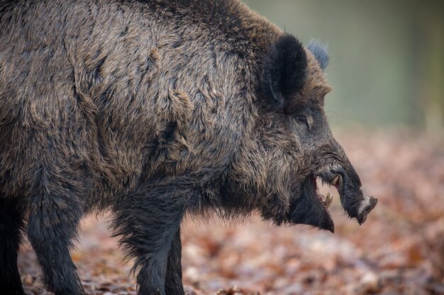 wildschwein im naturlebensraum gefährliches tier im wald tschechien natur sus scrofa