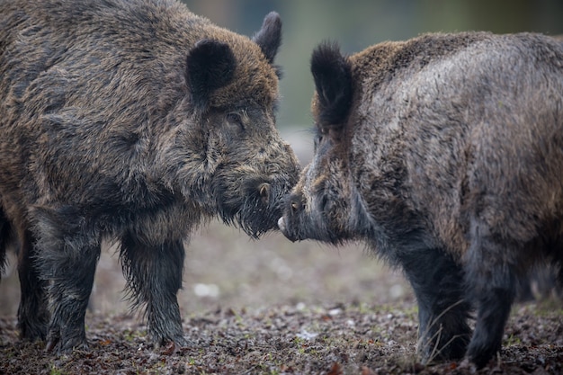 wildschwein im naturlebensraum gefährliches tier im wald tschechien natur sus scrofa