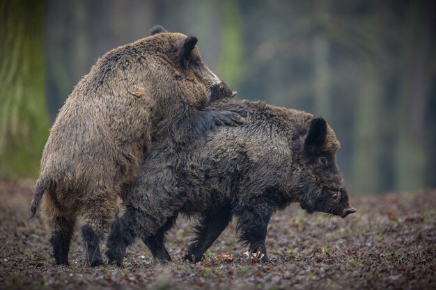 wildschwein im naturlebensraum gefährliches tier im wald tschechien natur sus scrofa