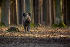 Kostenloses Foto wildschwein im naturlebensraum gefährliches tier im wald tschechien natur sus scrofa