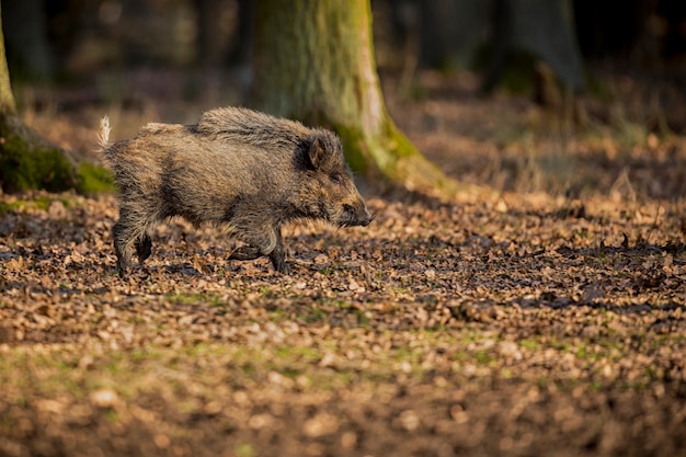 wildschwein im naturlebensraum gefährliches tier im wald tschechien natur sus scrofa