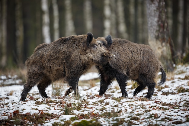 wildschwein im naturlebensraum gefährliches tier im wald tschechien natur sus scrofa