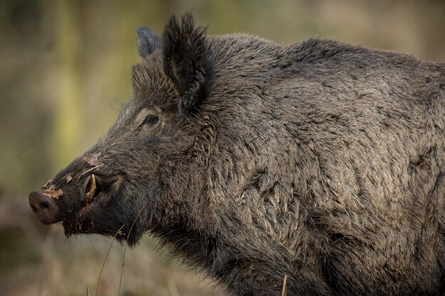 wildschwein im naturlebensraum gefährliches tier im wald tschechien natur sus scrofa