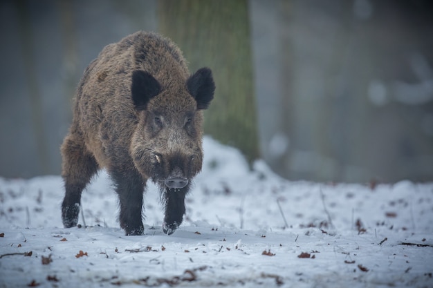 Kostenloses Foto wildschwein im naturlebensraum gefährliches tier im wald tschechien natur sus scrofa