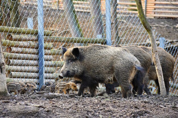 Wildschwein mit Jungtieren. Tier im Wald.