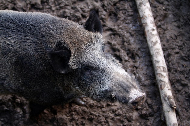 Wildschwein