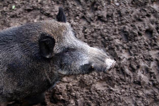 Kostenloses Foto wildschwein