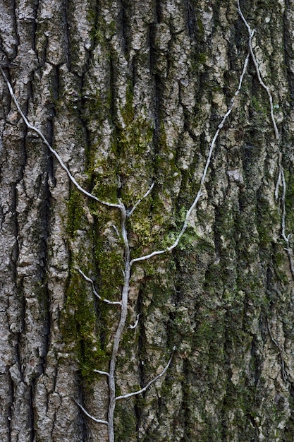 Wildtierwald bei Tageslicht gefangen