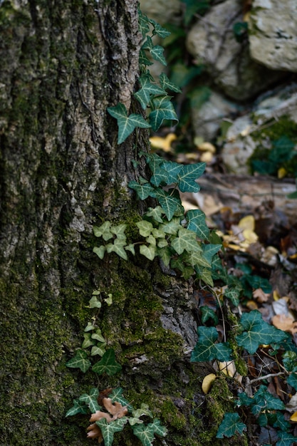 Wildtierwald bei Tageslicht gefangen