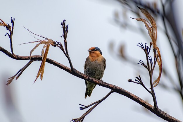 Willkommen Schwalbenvogel