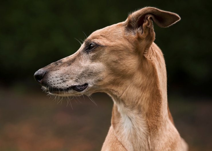 Kostenlose Foto windhund mit verschwommenem hintergrund