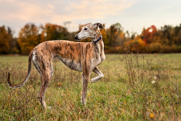 Kostenloses Foto windhundhund, der seinen spaziergang genießt