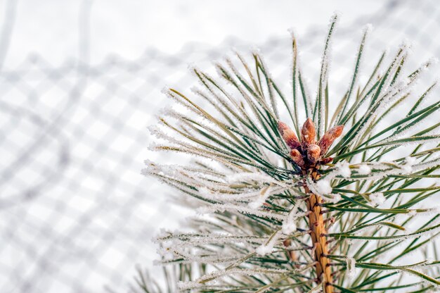 Winter Hintergrund mit Nadelbaum Zweige und Schneeflocken. Winter Hintergrund. Weihnachtsdekoration. kaltes Wetter. Winterlandschaft. Mattierter Kiefernzweig mit Kopie Raum