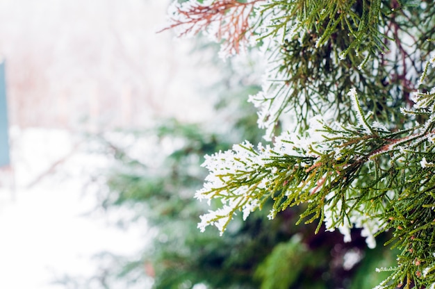 Winter Hintergrund, Nahaufnahme von frosted Tannenzweig mit Kopie Raum. Winterlandschaft. Frostige Winterlandschaft im schneebedeckten Wald. Winter Hintergrund.