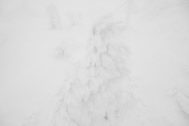 Winter yamagata schneebedeckten japanischen Baum