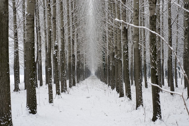 Wintergasse mit Bäumen und Schnee in der Schweiz