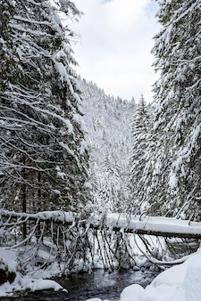 Winterlandschaft an einem sonnigen tag auf einem hintergrund von bergkiefernwald und schnee