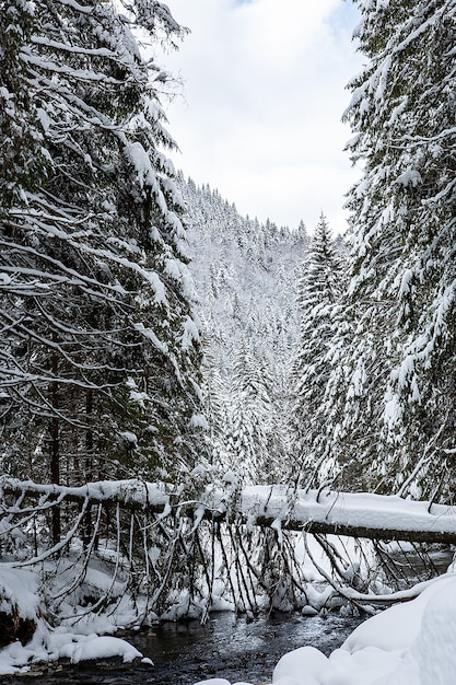 Winterlandschaft an einem sonnigen Tag auf einem Hintergrund von Bergkiefernwald und Schnee