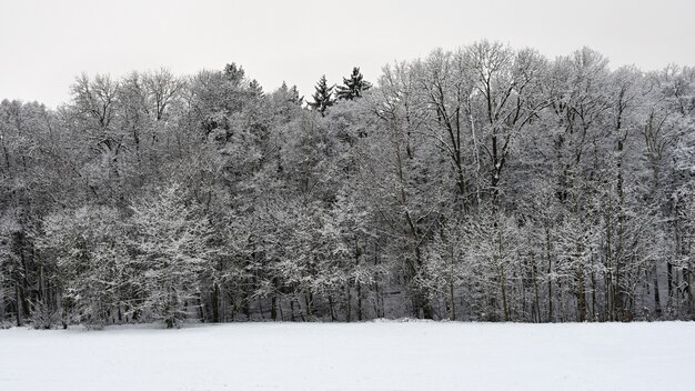 Winterlandschaft - eisige Bäume. Natur mit Schnee. Schöner natürlicher saisonalhintergrund.