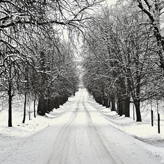 Winterlandschaft frostige Bäume im Wald Natur mit Schnee bedeckt Schöner saisonaler natürlicher Hintergrund